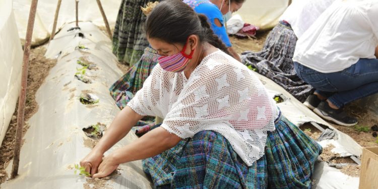 MAGA apoya a comunidad de Panzós en el cultivo de sus cosechas