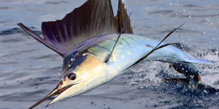 Conap llama a conservar la fauna silvestre en esta Semana Santa