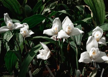 Bicentenario: monja blanca, del borde de la extinción al florecimiento