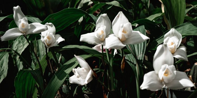 Bicentenario: monja blanca, del borde de la extinción al florecimiento