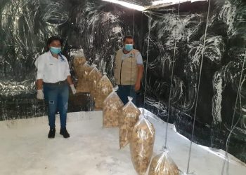 Capacitan a jóvenes en el cultivo de hongo tipo ostra en Huehuetenango