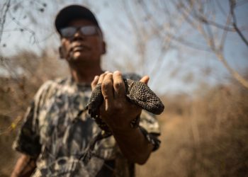 Protección del lagarto en Zacapa