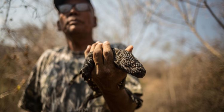 Protección del lagarto en Zacapa