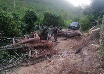 Ejército localiza aeronave incinerada y posible droga en Sierra del Lacandón