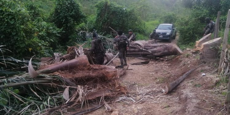 Ejército localiza aeronave incinerada y posible droga en Sierra del Lacandón