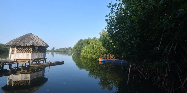 Sipacate, morena del sur