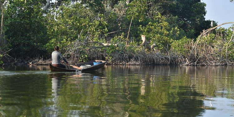Sipacate, morena del sur