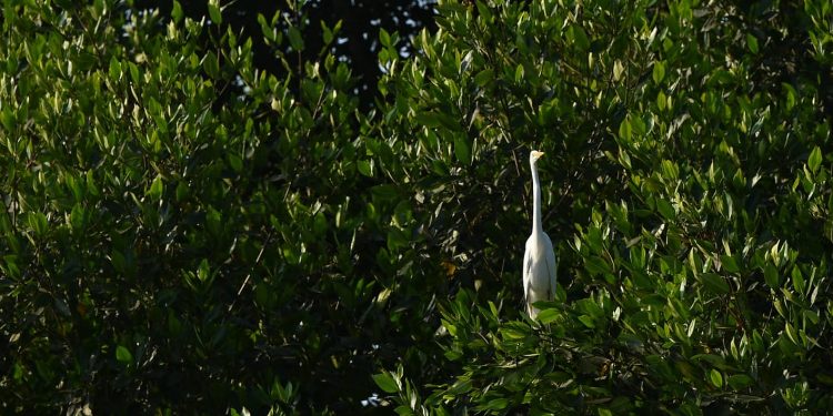Sipacate, morena del sur