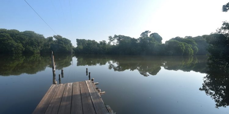 Sipacate, morena del sur