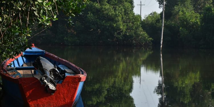 Sipacate, morena del sur