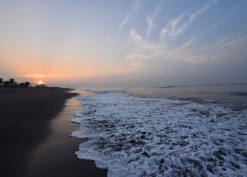 Sipacate, morena del sur