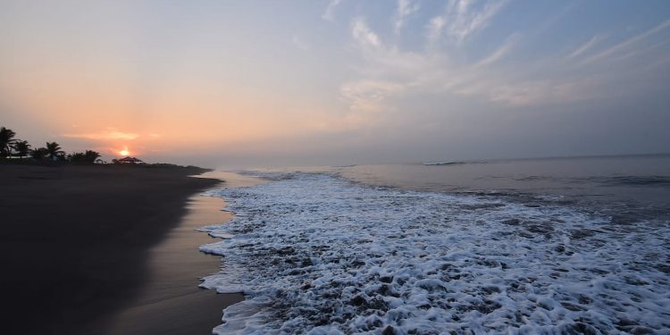 Sipacate, morena del sur