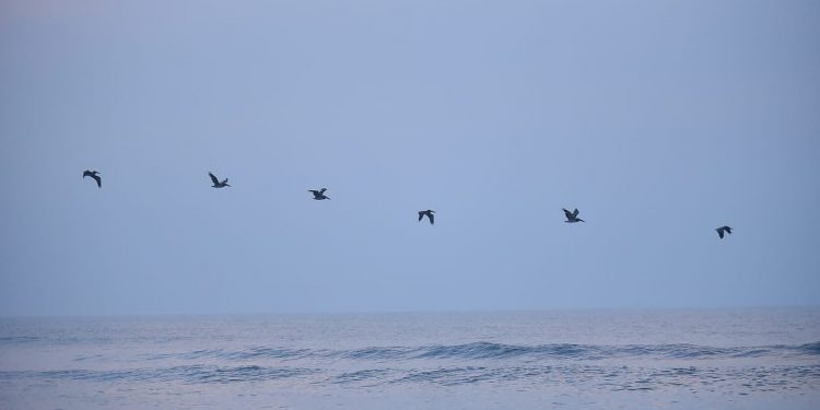 Sipacate, morena del sur