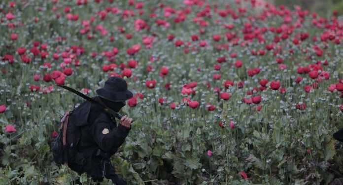 Erradican plantaciones de amapola valoradas en más de 260 millones de quetzales