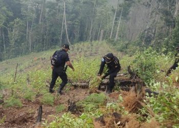 Aciertan golpe al narcotráfico al ubicar arbustos de hoja de coca en Alta Verapaz