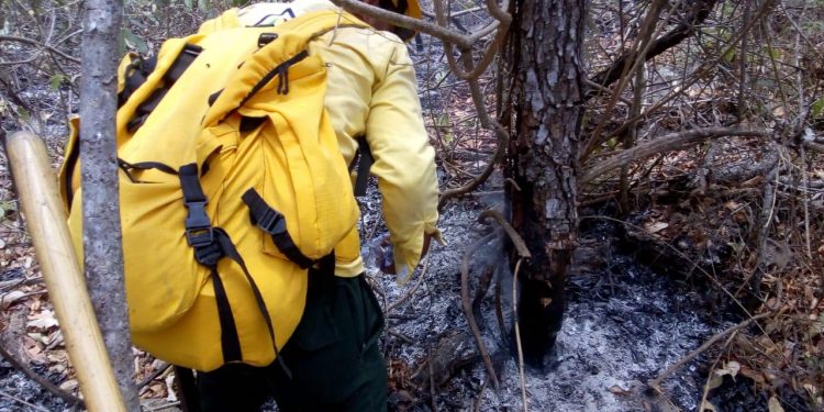 Incendios causan daños en 653.74 hectáreas de áreas protegidas
