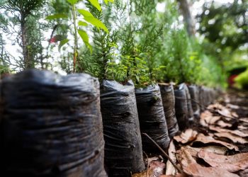 Guatemala prevé plantar 1.2 millones de árboles en 2021