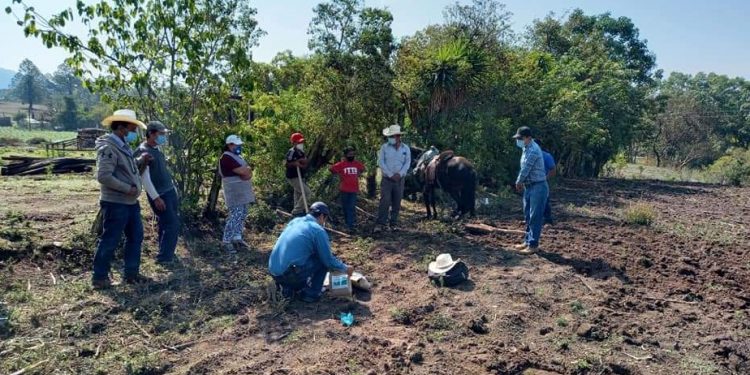 Entregan semilla de frijol biofortificado a agricultores de Huehuetenango