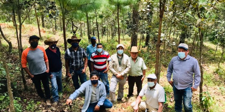 Beneficiarios del Pinpep se capacitan sobre podas y raleos
