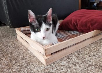 Guatemala emite requisitos para ingreso y egreso de mascotas