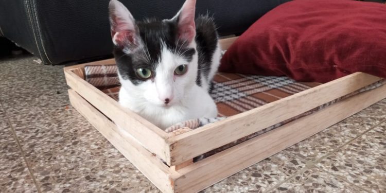 Guatemala emite requisitos para ingreso y egreso de mascotas