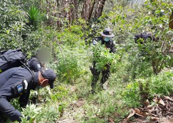 Erradican 800 matas de marihuana durante allanamientos en Jalapa
