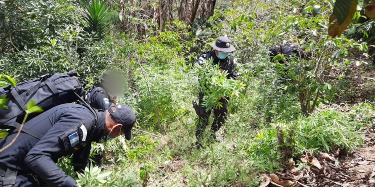 Erradican 800 matas de marihuana durante allanamientos en Jalapa