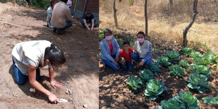 Huertos familiares, estrategia para fortalecer la resiliencia alimentaria