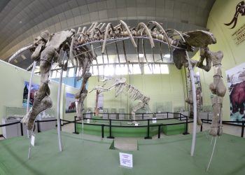 Fósil de mastodonte en el Museo de Estanzuela