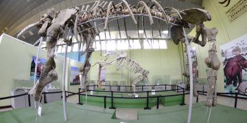 Fósil de mastodonte en el Museo de Estanzuela