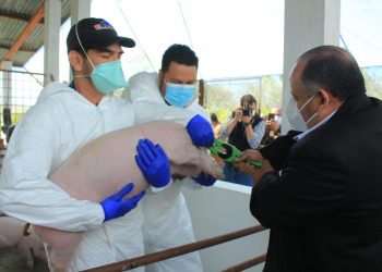 La trazabilidad de los cerdos beneficia el comercio de los animales./Foto: MAGA.