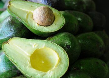 Arranca Congreso Nacional de Aguacate, centrado en incursionar en nuevos mercados