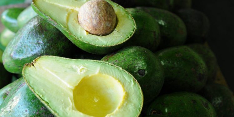 Arranca Congreso Nacional de Aguacate, centrado en incursionar en nuevos mercados