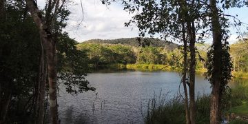 MARN: Muerte de peces en biotopo de Petén ocurre por proceso natural