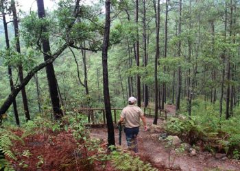 Anuncian a ganadores del reto Emprende Bosques 2021