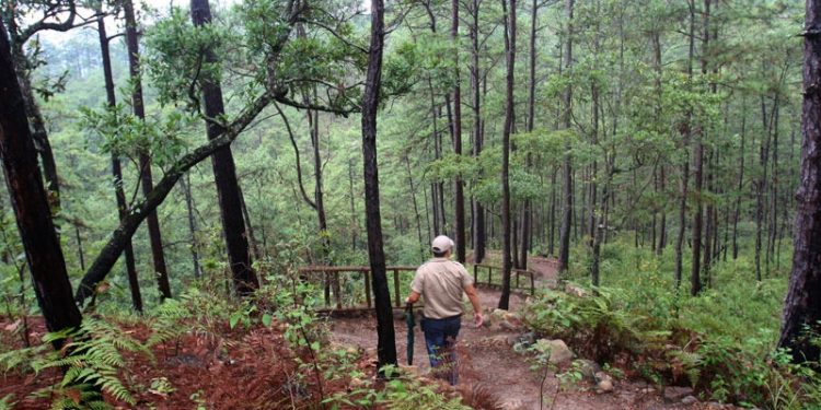 Anuncian a ganadores del reto Emprende Bosques 2021