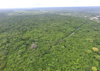 Avanza levantamiento de datos para crear Inventario Forestal Nacional de Guatemala