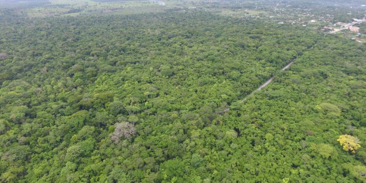 Avanza levantamiento de datos para crear Inventario Forestal Nacional de Guatemala