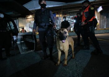 Entrenan a perros para convertirlos en agentes k-9