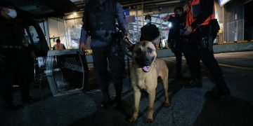 Entrenan a perros para convertirlos en agentes k-9