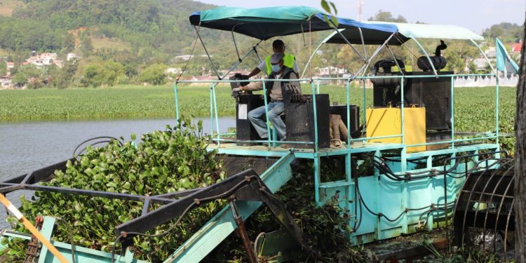 Extraen más de 24 mil toneladas de ninfa de laguna Chichoj