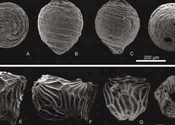 Descubierta una nueva planta fósil acuática en Rumanía