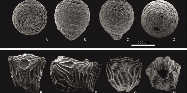 Descubierta una nueva planta fósil acuática en Rumanía