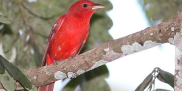 Panamá busca ser "líder" en avistamiento de aves en Centroamerica