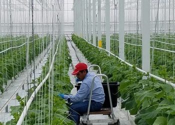 Guatemaltecos podrán participar para obtener una visa temporal este 2021