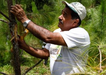 Incentivos forestales