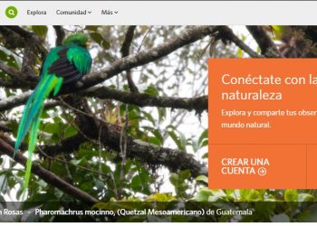 iNaturalistGT, la herramienta para registrar conocimientos sobre diversidad biológica