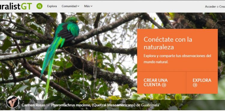 iNaturalistGT, la herramienta para registrar conocimientos sobre diversidad biológica
