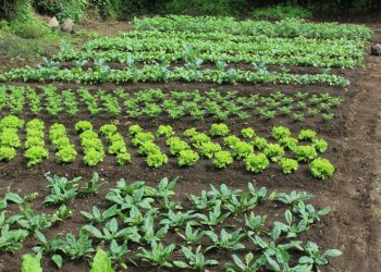 Venta de productos locales para alimentación escolar alcanza los 75 millones de quetzales