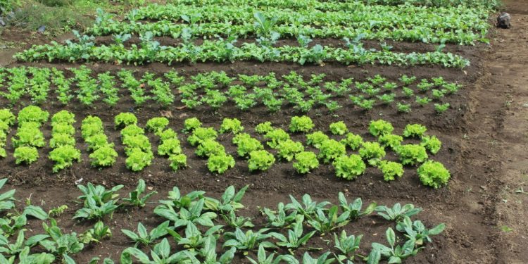 Venta de productos locales para alimentación escolar alcanza los 75 millones de quetzales